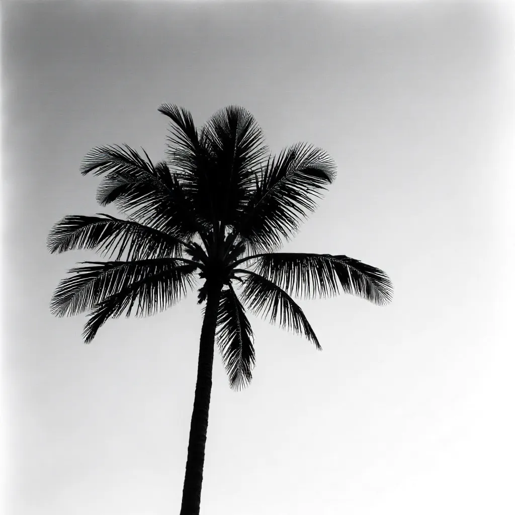 Lone Palm Silhouette Against a Stark Sky